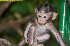 infant macaque